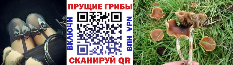 omg вход  купить   Котельники  Псилоцибиновые грибы мухоморы 